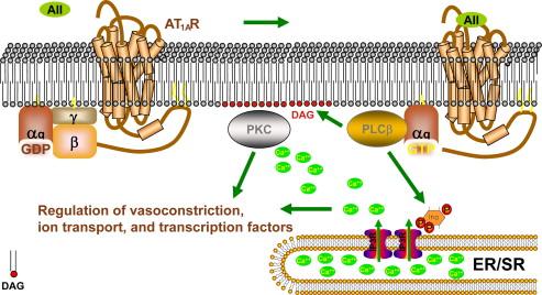 Figure 13.2, Signaling by the angiotensin II (AII) receptor.