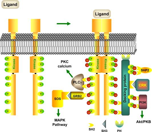 Figure 13.3, Schematic view of a receptor tyrosine kinase (RTK).