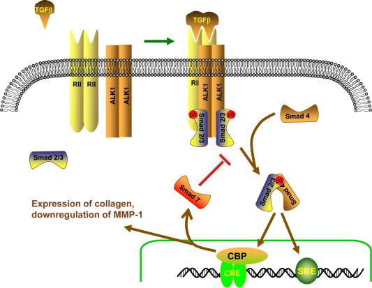 Figure 13.4, Signaling by the TGFβ family of serine-threonine kinase receptors.