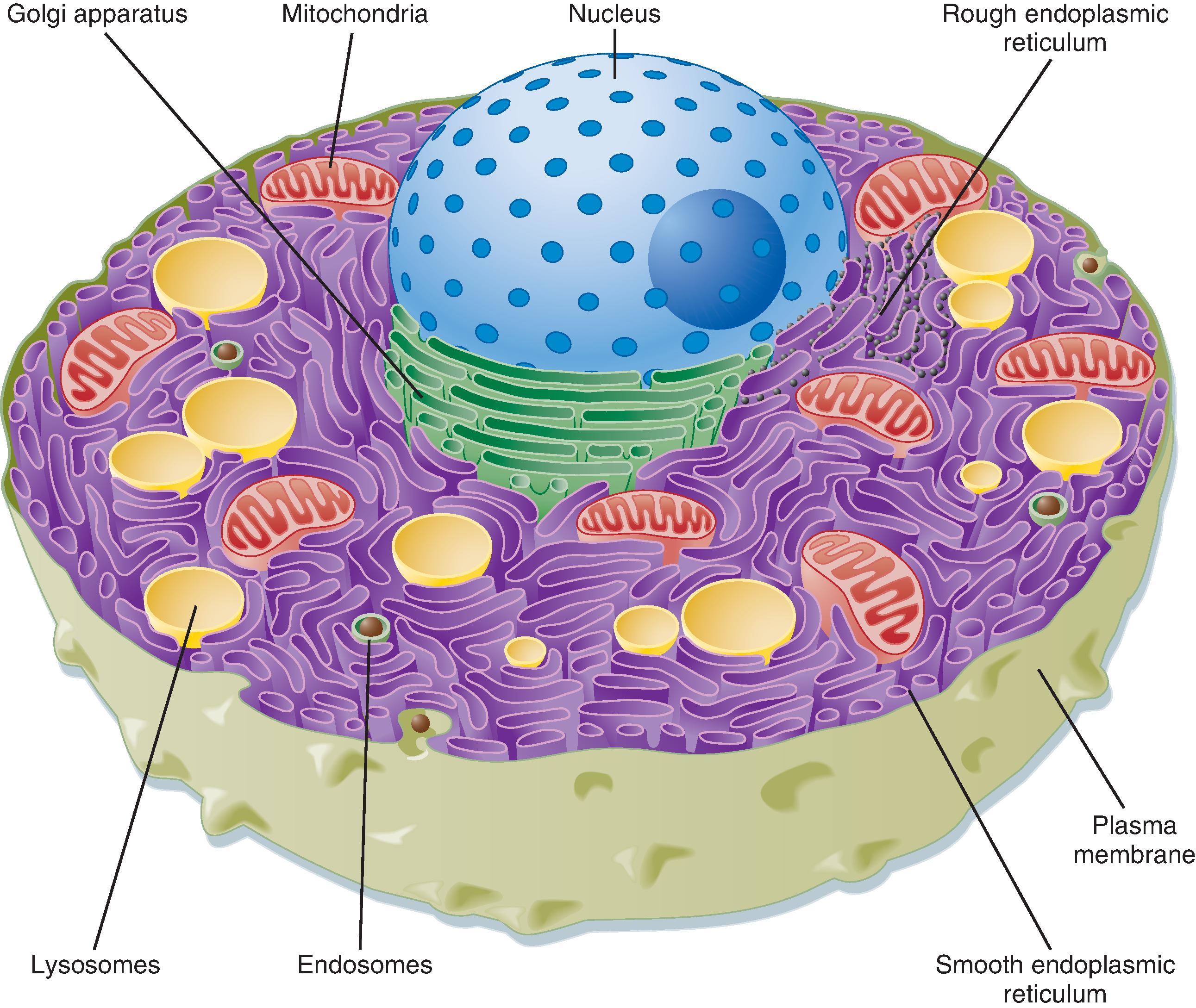 Fig. 1.1, Schematic drawing of a eukaryotic cell. The top portion of the cell is omitted to illustrate the nucleus and various intracellular organelles. See text for details.