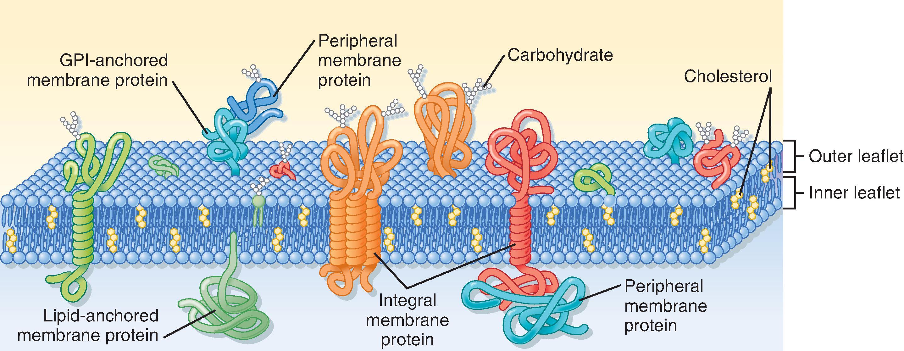 Fig. 1.2, Schematic diagram of the cell plasma membrane. Not shown are lipid rafts. See text for details. GPI , Glycosylphosphatidylinositol.