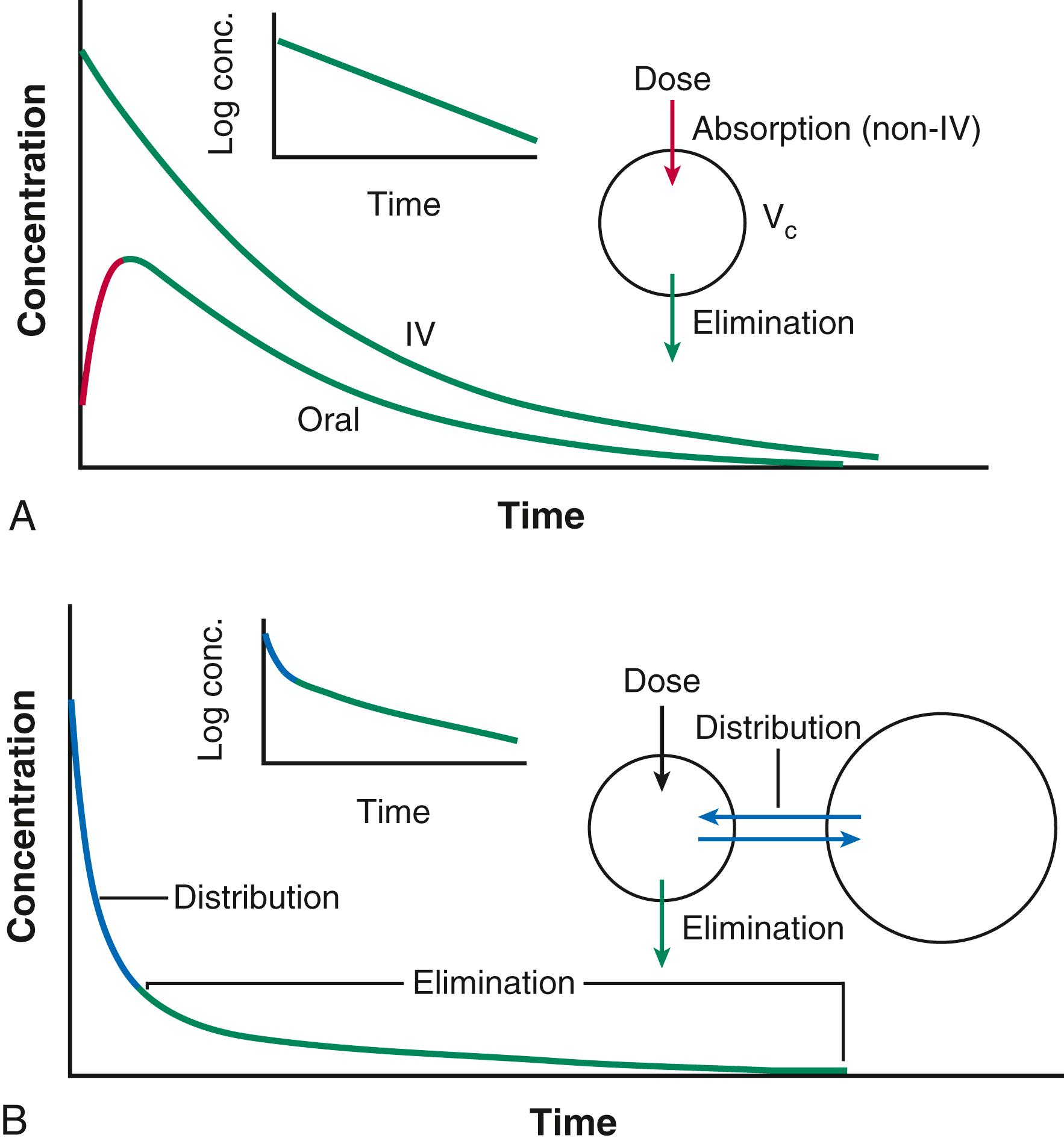 FIGURE 9.1, Models of plasma concentrations as a function of time after a single dose of a drug. A, The simplest situation is one in which a drug is administered as a rapid intravenous (IV) bolus into a volume (V c ), where it is instantaneously and uniformly distributed. Elimination then takes place from this volume. In this case, drug elimination is monoexponential; that is, a plot of the logarithm of concentration versus time is linear (inset) . When the same dose of drug is administered orally, a distinct absorption phase is required before drug entry into V c . Most absorption (shown here in red ) is completed before elimination (shown in green ), although the processes overlap. In this example, the amount of drug delivered by the oral route is less than that delivered by the IV route, assessed by the total areas under the two curves, indicating reduced bioavailability. B, In this example, drug is delivered to the central volume, from which it is not only eliminated but also undergoes distribution to the peripheral sites. This distribution process (blue) is more rapid than elimination, resulting in a distinct biexponential disappearance curve (inset) .