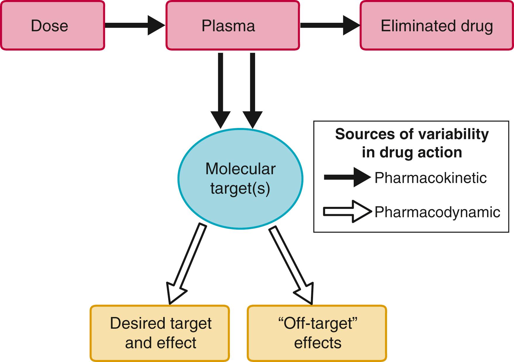 FIGURE 9.2, Pharmacokinetic and pharmacodynamic sources of variability in drug action. Pharmacokinetic processes determine drug concentration at molecular targets that through multiple mechanisms broadly termed pharmacodynamics transduce beneficial and undesirable drug effects.