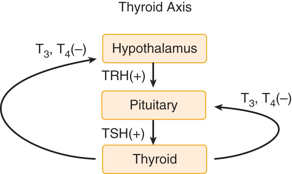 FIGURE 203-1, Hypothalamic-pituitary-thyroid axis illustrating negative feedback regulation.