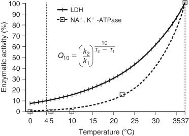 FIGURE 44-2, Temperature-dependent mammalian enzyme activity according to van’t Hoff’s rule; k 1 and k 2 represent the reaction rates at temperatures T 1 and T 2 ; Q 10 is the van’t Hoff’s coefficient for a temperature change of 10° C and has been determined to be 2 for lactate dehydrogenase (LDH). The percentage of enzymatic activity was calculated for LDH according to van’t Hoff’s equation and plotted over a temperature range of 0° to 37° C. The activity at 37° C was set at 100%. Data for Na + ,K + - adenosine triphosphatase (ATPase) were extracted from reference 24 and plotted for 0°, 5°, 10°, 22°, and 37° C.