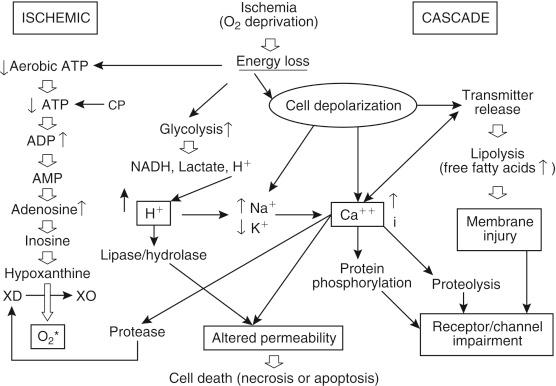 FIGURE 44-4, Cascade of principal metabolic and ionic changes that proceed after the initiation of ischemia. ADP , Adenosine diphosphate; AMP , adenosine monophosphate; ATP , adenosine triphosphate; CP , creatine phosphatase; NADH , reduced form of nicotinamide adenine dinucleotide; XD , xanthine dehdrogenase; XO , xanthine oxidase.