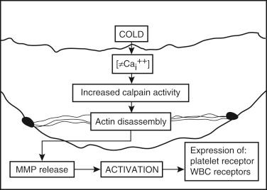 FIGURE 44-5, Cascade of calpain activation and matrix metalloproteinase (MMP) release during cold ischemia in sinusoidal endothelial cells (SECs). Hypothermia-induced intracellular hypercalcemia activates the cascade that finally results in activation of SEC surface, which traps and activates platelets and leukocytes. WBC , White blood cell.