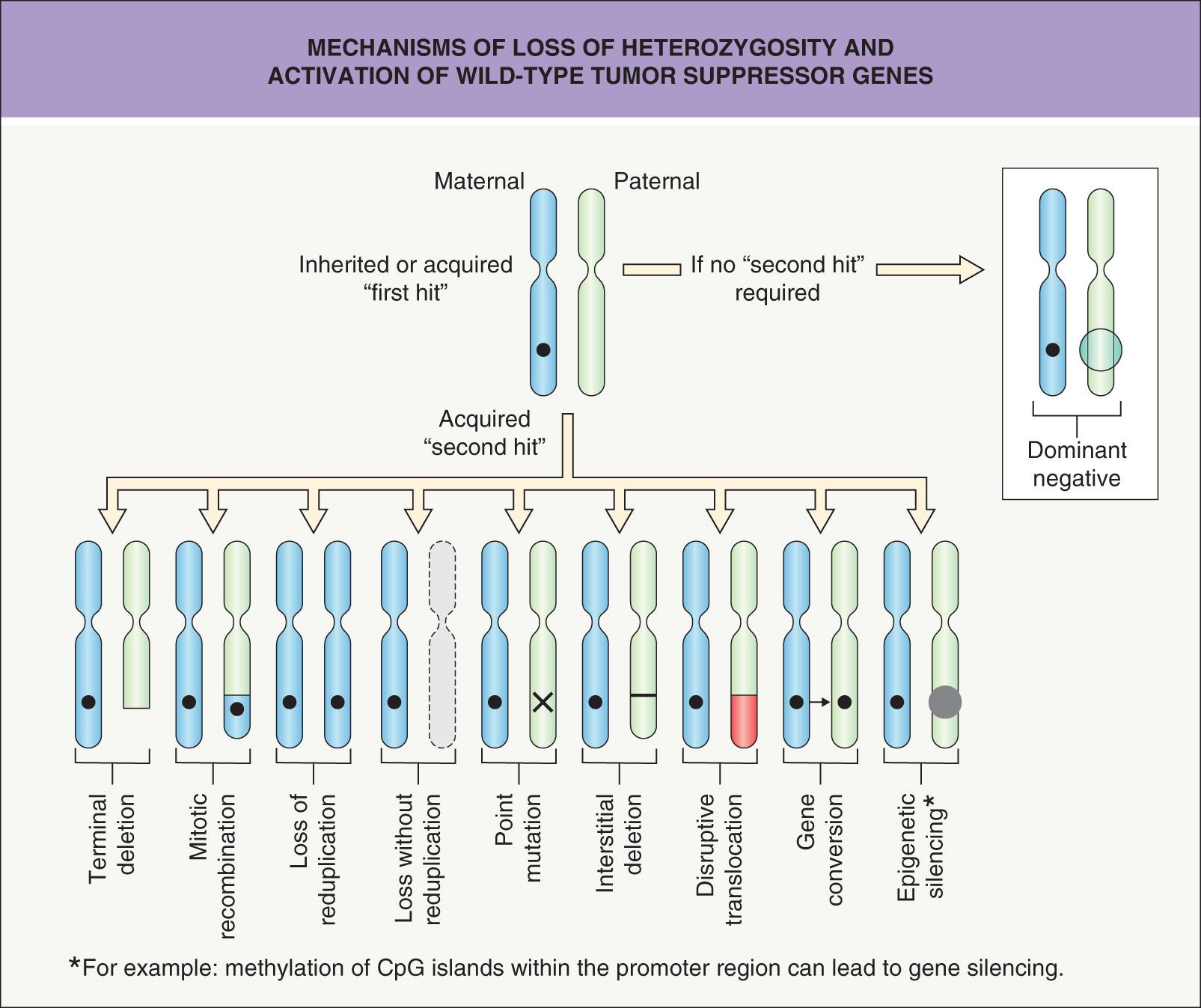 Fig. 107.3, Mechanisms of loss of heterozygosity and inactivation of wild-type tumor suppressor genes.