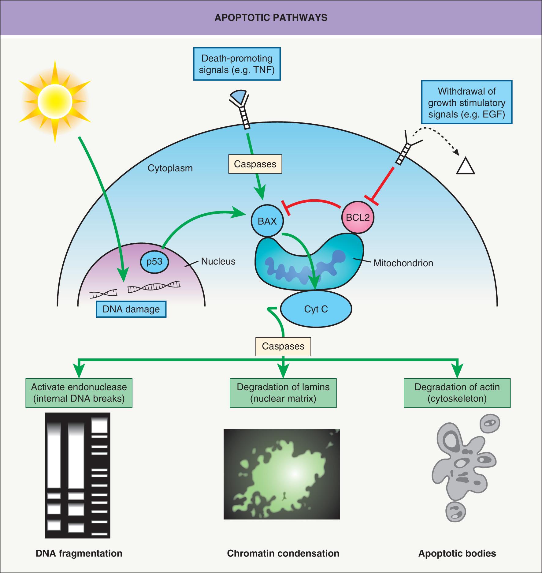 Fig. 107.4, Apoptotic pathways.