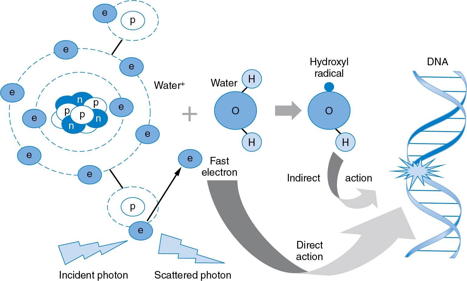 Fig. 28.3, Compton effect. Cells are composed of biomolecules dissolved in an aqueous solution (≈90% water by weight). Incident photons (p) randomly ionize (left) cellular water to produce an ion radical (water + ) and a free fast electron (e – ) that can damage biomolecules such as DNA. The water ion radical interacts with another molecule of water to form a hydroxyl radical (ċOH). Most often (≈66%), formed hydroxyl radicals diffuse throughout the cell, breaking chemical bonds in target molecules such as proteins and DNA ( right ). Breaks in the chemical bonds of DNA can lead to DNA base damage, DNA cross-links, DNA single-strand breaks, and DNA double-strand breaks, contributing to the loss of vital genomic material during subsequent cell divisions and possibly mitotic death of the damaged cell. n, Neutron.