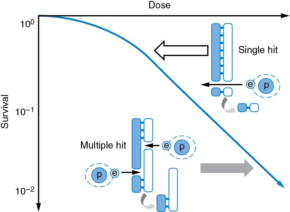 Fig. 28.4, Cell survival curves. A radiation survival curve plots cell survival on a logarithmic scale against radiation dose on a linear scale. Survival represents the number of cells retaining reproductive capacity to form approximately 50 cell colonies (i.e., approximately five to six cell divisions) after a specified radiation dose. The initial slope is shallow, forming a shoulder in the low-dose region (1 to 3 Gy/fraction) caused by repair of sublethal damage. Occasionally a single hit will produce a DNA double-strand break, resulting in the loss of genetic material (open arrow). In the high-dose region (>3 Gy/fraction), the slope steepens because of multiple damaging events leading to DNA double-strand breaks. If not repaired, significant vital genetic material may be lost at a subsequent cell division and the cell may die. e, Electron; p, photon.