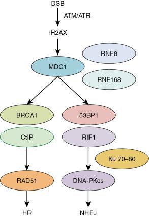 Fig. 1.1, Double-strand break (DSB) repair pathways ATM , Ataxia-Telangiesctasia mutated; ATR , ataxia telangiectasia and Rad3 related; HR , homologous recombination; NHEJ , nonhomologous end joining.