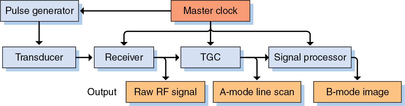 • Fig. 1.5, Ultrasound instrumentation schematic. The overall system is synchronized by a master clock. A pulse generator sends an electrical signal to the transducer, and the result is a transmitted ultrasound pulse. The transducer then receives the backreflected signal resulting from the transmitted pulse. This signal is then passed on to the receiver, which amplifies the entire signal. The output from the receiver is the raw radiofrequency (RF) signal. The signal can then undergo time gain compensation (TGC), and the subsequent output will be the A-mode line scan. After TGC, the signal is further processed, including demodulation and registration, to yield a B-mode image.