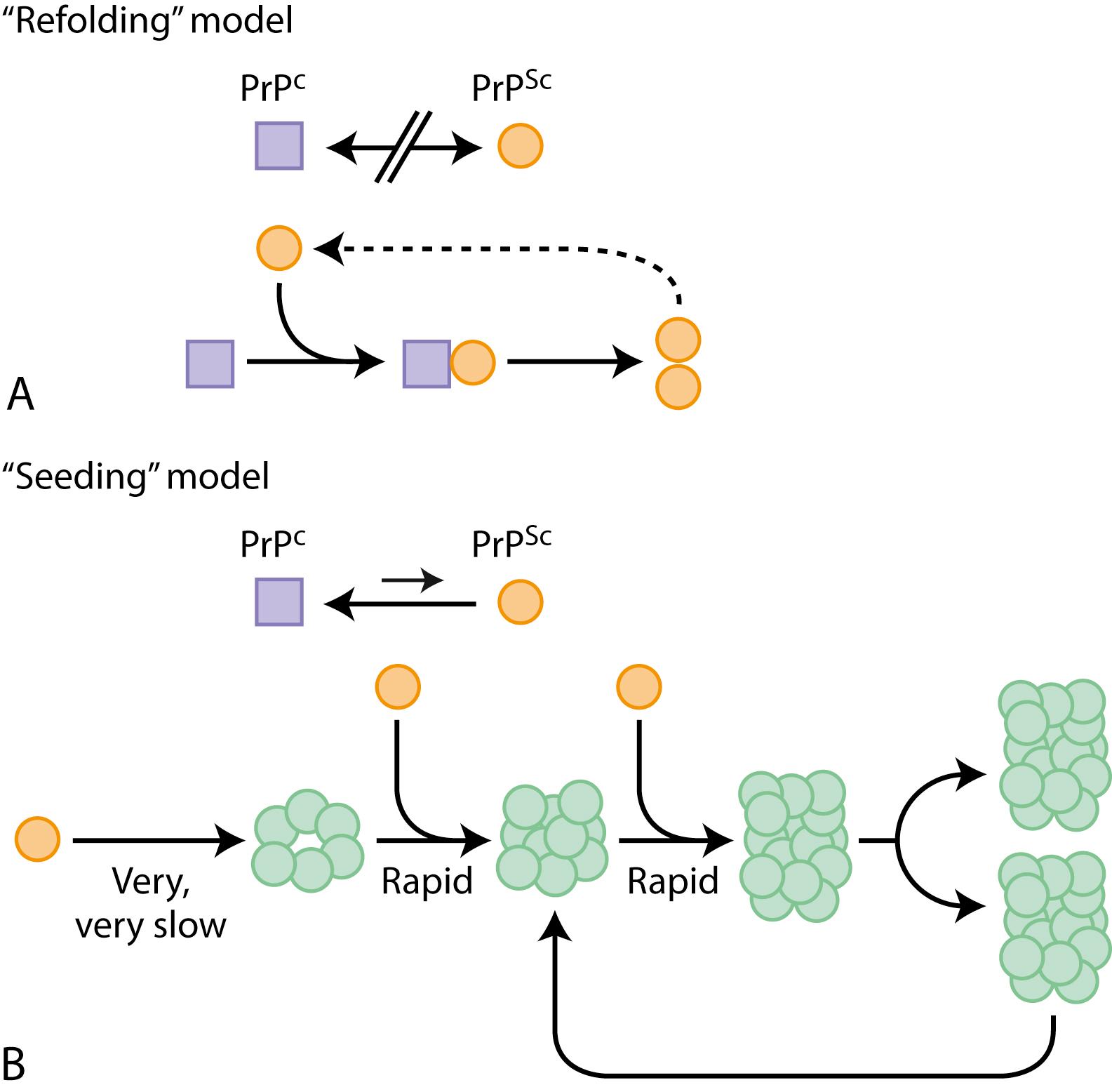 Fig. 94.1, Models for the conformational conversion of cellular prion protein (PrP C ) to scrapie prion protein (PrP Sc ) . A, The refolding model. Conformational change is kinetically controlled, a high-activation energy barrier preventing spontaneous conversion at detectable rates. Interaction with exogenously introduced PrP Sc causes PrP C to undergo an induced conformational change to yield PrP Sc . This reaction could be facilitated by an enzyme or chaperone. In the case of certain mutations in PrP C , spontaneous conversion to PrP Sc might occur as a rare event, explaining why familial Creutzfeldt-Jakob disease (JCD) or Gerstmann-Sträussler-Scheinker disease arise spontaneously, albeit late in life. Sporadic JCD might come about when an extremely rare event (occurring in about one in a million individuals per year) leads to spontaneous conversion of PrP C to PrP Sc . B, The seeding model. PrP C (purple rectangles) and PrP Sc (or a PrP Sc -like molecule, Orange circles ) are in equilibrium, with PrP C strongly favored. PrP Sc is stabilized only when it adds onto a crystal-like seed or aggregate of PrP Sc (green circles) . Seed formation is rare, but once a seed is present, monomer addition ensues rapidly. To explain exponential conversion rates, aggregates must be continuously fragmented, generating increasing surfaces for accretion.