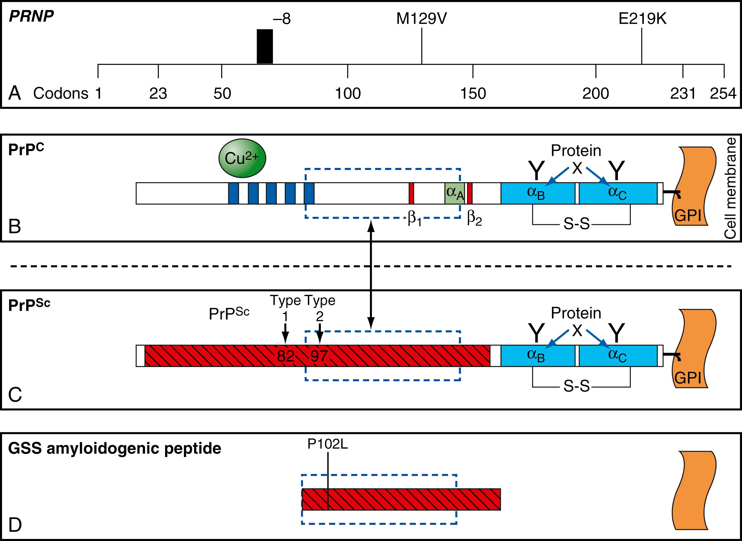 Fig. 94.2, The Prion Protein.