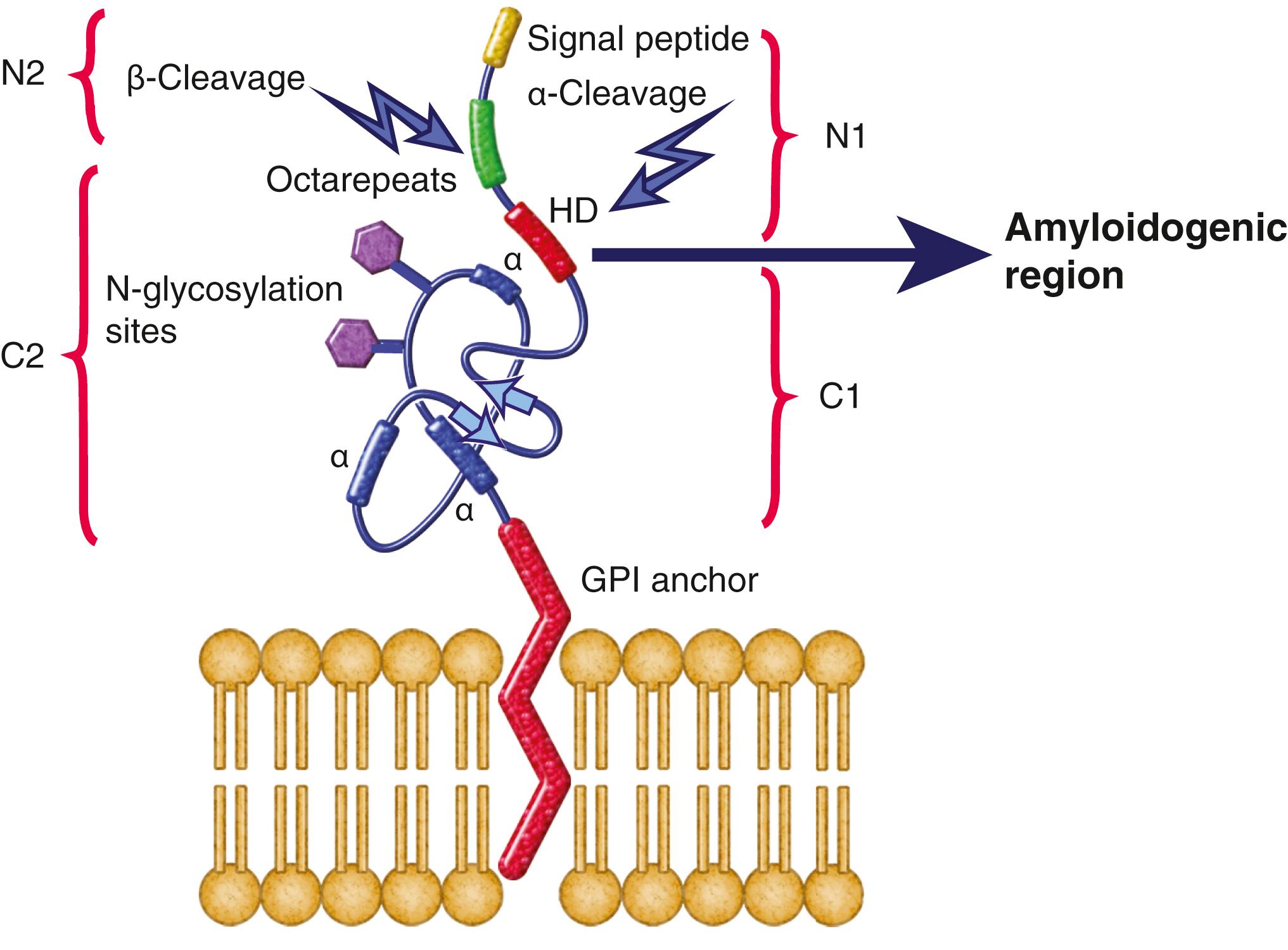 Fig. 94.3, Schematic of Prion Protein (PrP C ) Attached to Cell Membrane.