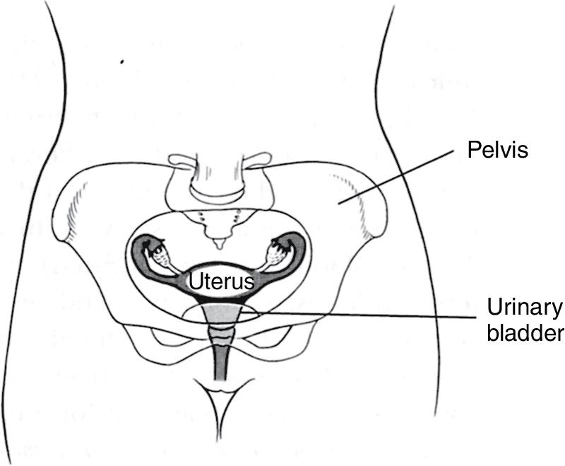 Fig. 142, Location of female reproductive tract within the pelvis.