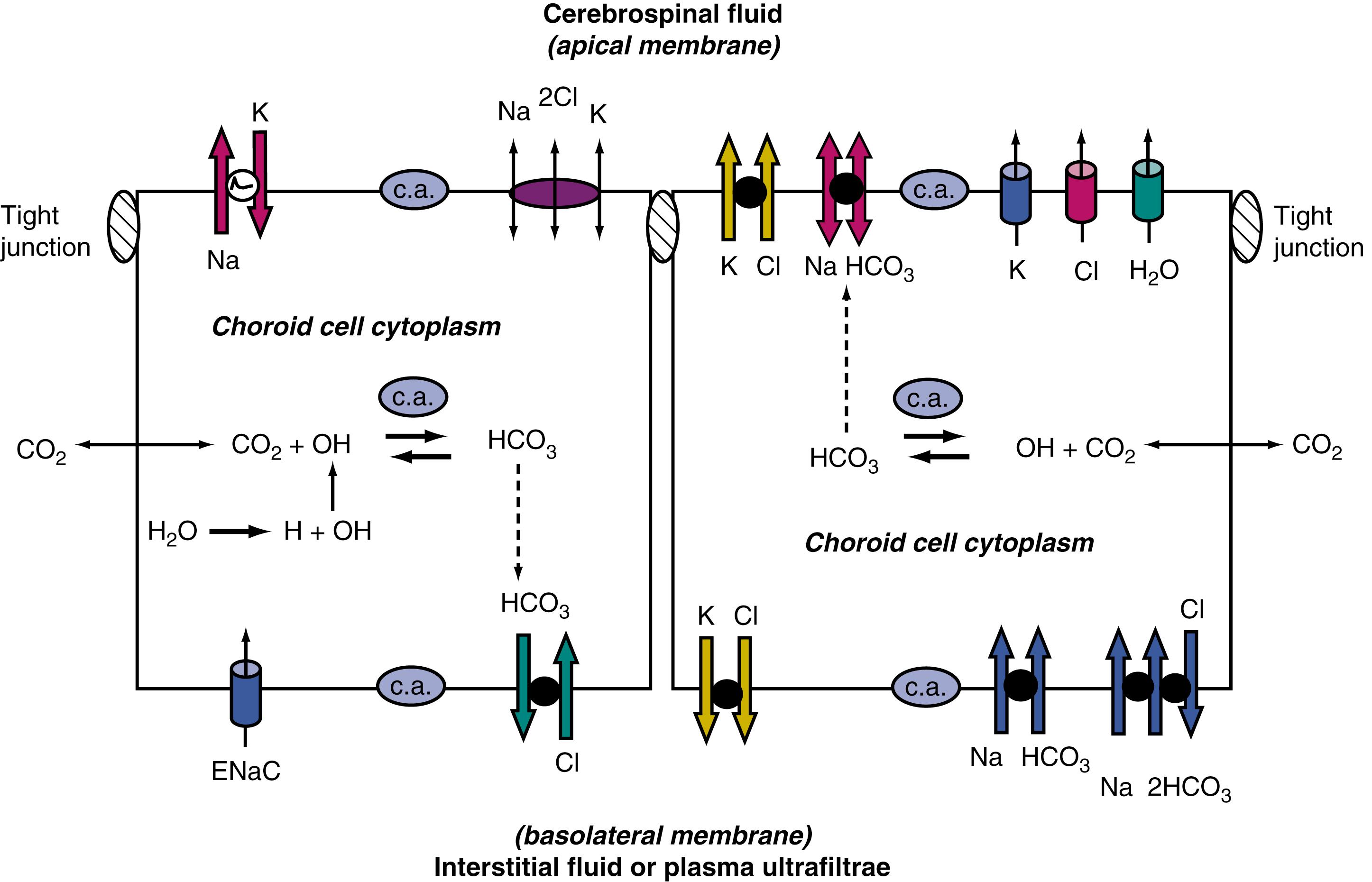 Figure 42.4, Choroid plexus basolateral and apical membrane transport mechanisms involved in cerebrospinal fluid (CSF) formation and homeostasis. 38