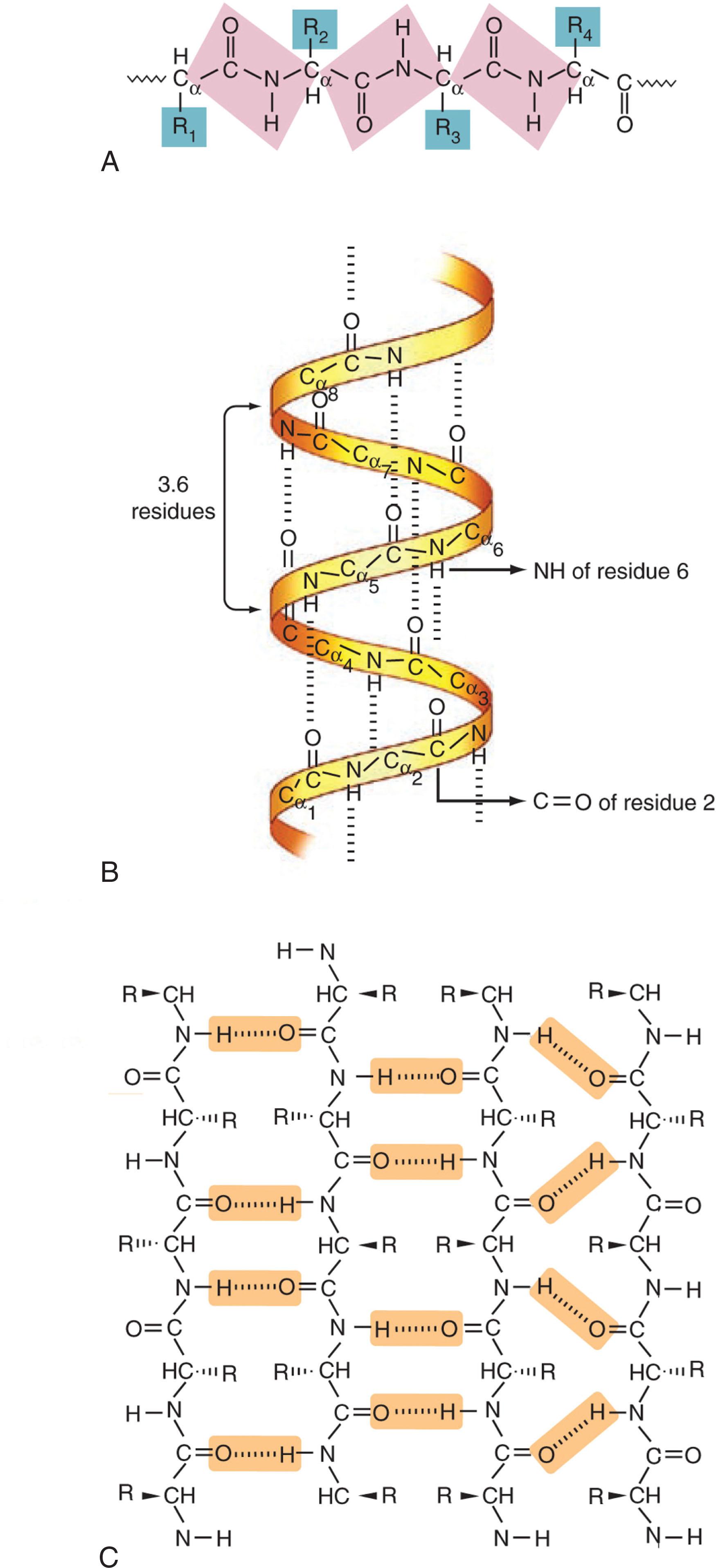 Figure 7.1, (A) Diagram showing a polypeptide chain where the mainchain atoms are represented as peptide units, linked through the α-carbon (Cα) atoms. Each peptide unit is a planar, rigid group (shaded pink) and has two degrees of freedom; it can rotate around the Cα-CO bond and the N-Cα bond. The peptide bonds are depicted in the trans conformation; adjacent Cα carbons and their side chains (highlighted blue) on opposite sides of the N–Cα bond. This is the preferred configuration for most amino acids because it minimizes steric hindrance. (B) The α helix. The hydrogen bonds between residue n and residue n + 4, which stabilizes the helix, are shown as dashed lines. (C) Schematic drawing of a mixed β-sheet. The three β-strands on the left are antiparallel to one another, while the two rightmost β-strands are parallel. The hydrogen bonds that stabilize the sheet are shaded.