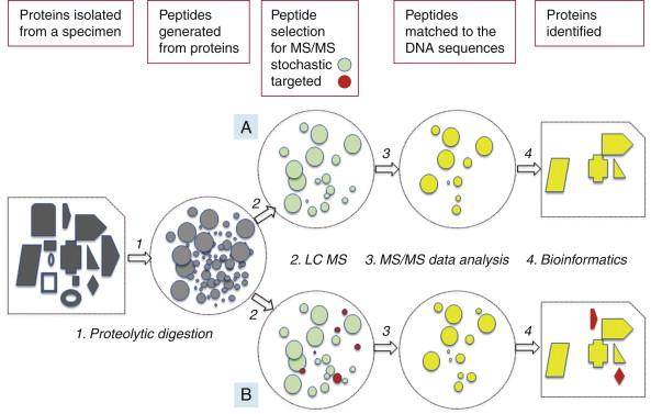 Figure 22-1, Shotgun (A) and hybrid (B) proteomics discovery workflows. A protein mixture isolated from a specimen consists of a great variety of species present at different concentrations (the size of a “protein shape” reflects its relative abundance). In either workflow, only a fraction of proteins/peptides that are present in the sample are identified. At step 1, proteins are cut to smaller, manageable pieces using proteolytic enzyme(s), most commonly trypsin, to generate peptides ( circles; different sizes represent relative concentrations). The resulting peptide mixtures, which typically contain hundreds of thousands of species, are prefractionated using chromatography (not shown) and then submitted to LC MS analysis (step 2). To identify a peptide, and hence the protein from which it was derived, peptide ions must be fragmented into smaller, sequence-dependent parts. Peptide fragmentation is performed within the mass spectrometer and is referred to as tandem mass spectrometry (MS/MS). Most of the MS/MS approaches currently used rely on analyzing each peptide molecular ion (precursor) one by one. Given the complexity of a sample, at any given time the mass spectrometer is presented with many more precursors than it can possibly analyze by MS/MS. Hence, ion prioritization for further MS/MS analysis is necessary. In an untargeted, shotgun workflow (A) , selection of a peptide molecular ion for fragmentation is based on signal intensity, leading to a stochastic choice of precursors from within a large array of potential contenders. Predictably, shotgun analysis is biased toward selecting highly abundant peptides at the expense of less abundant ones. In the hybrid workflow (B) , a predefined set of precursor ions of interest is selected for MS/MS (step 1) followed by a shotgun signal intensity-based acquisition routine (step 2), as described for (A) . The targeted ions are analyzed by MS/MS regardless of their relative abundance, as long as they meet the analysis-wide signal-to-noise threshold for precursor ion intensity (note the small size of the red dots representing target peptides selected for MS/MS in workflow B). In step 3, the experimental MS/MS spectra are compared to the theoretical in situ generated mock spectra predicted for peptides representing all proteins for which DNA sequences are known. In this process, the peptide identities and hence proteins are not derived de novo from the MS/MS data. Rather, they represent the best matches between the observed and theoretically predicted spectra. Of note, typically some of the molecular ions selected for MS/MS analysis do not generate reliable matches, and hence the number of identified peptides is always lower than the number of acquired MS/MS spectra. In step 4, bioinformatics tools are used to combine peptide-based matches to generate a list of proteins that are most likely present in the mixture. Because of the targeted nature of workflow B , low-abundance proteins (red) that are missed by the shotgun workflow (A) can now be identified. Thus, using a targeted approach for discovery overcomes the limitations of stochastic ion selection. Hence, to compare the compositions of two samples it is necessary to target the species of interest in both samples rather than rely on the unbiased nature of the stochastic shotgun workflow.