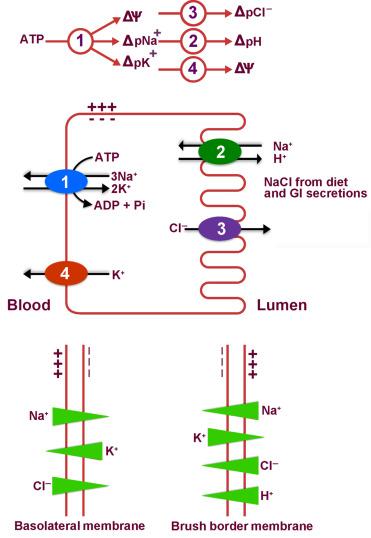 Fig. 47.2, Mechanisms for the generation of driving forces for active transport systems in the intestinal brush border and basolateral membranes. 1, Na + -K + ATPase; 2, Na + -H + exchanger; 3, chloride channel; 4, potassium channel; ∆ ψ, membrane potential (inside-negative); ∆ pNa, transmembrane Na + gradient; ∆ pK, transmembrane K + gradient; ∆ pCl, transmembrane Cl − gradient; ∆ pH, transmembrane H + gradient.