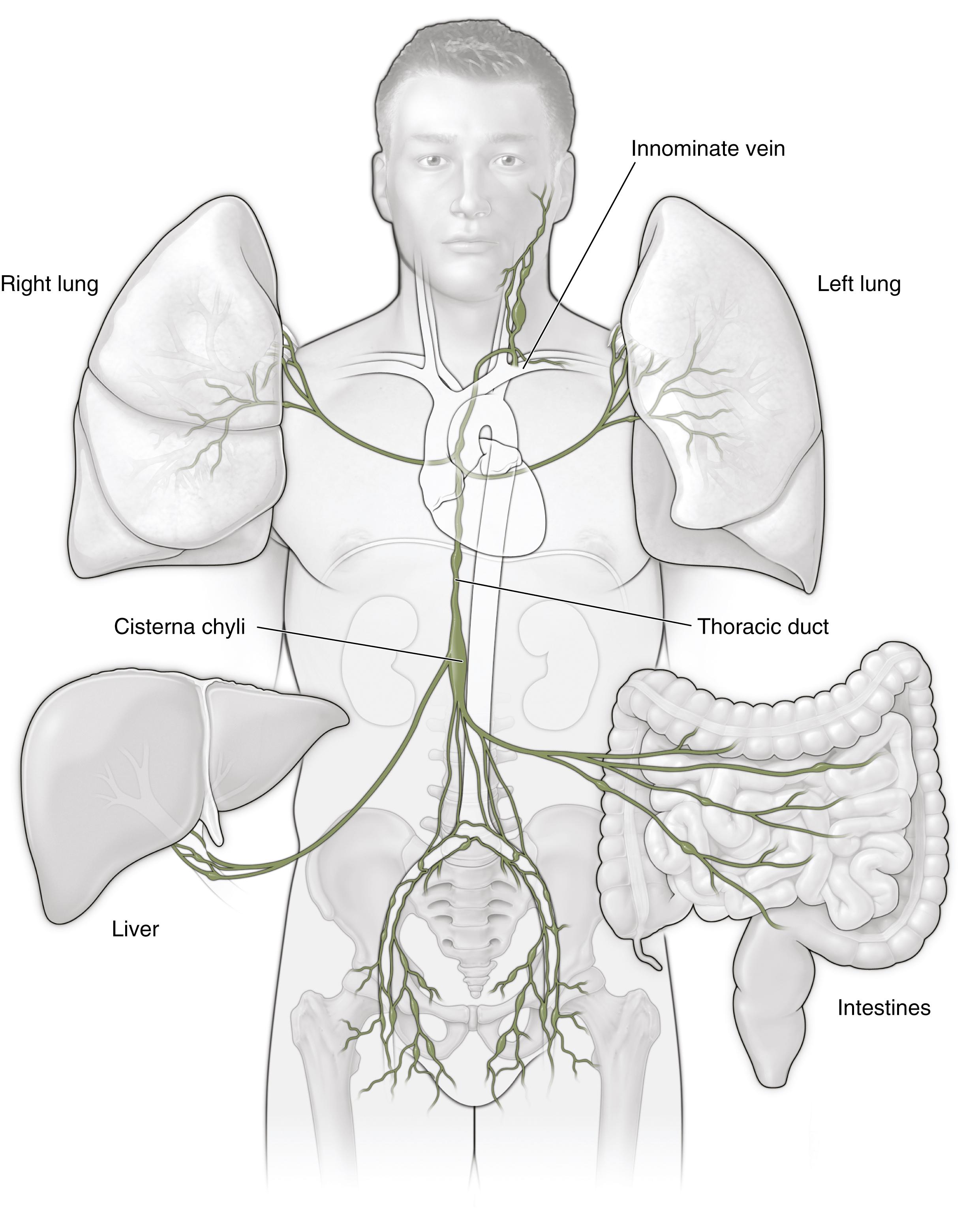 Fig. 33.1, Anatomy of the Lymphatic System.