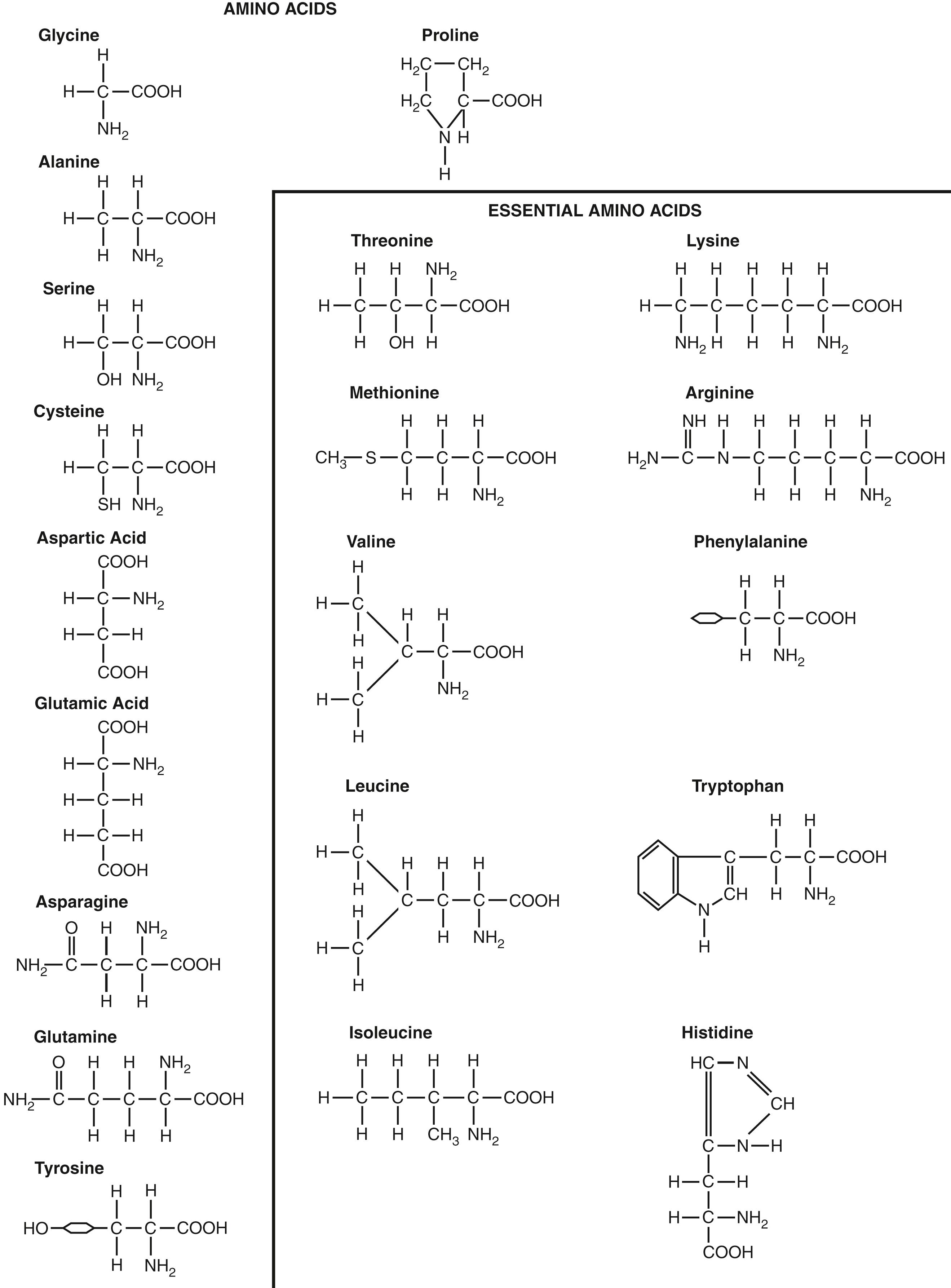 Figure 70-1., Amino acids. The 10 essential amino acids cannot be synthesized in sufficient quantities in the body; these amino acids must be obtained, already formed, from food.