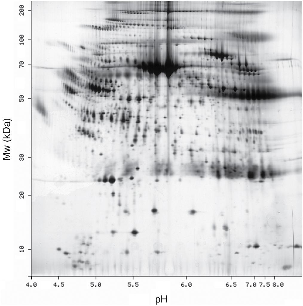 FIGURE 24.1, Two-dimensional gel electrophoresis. Before the advent of mass spectrometric methods to probe the proteome, proteins were resolved and quantified using two-dimensional polyacrylamide gel electrophoresis. Proteins were first separated based on isoelectric point (horizontally) and then based on size (vertically). Hundreds of spots were visible.