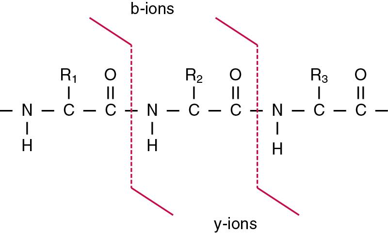 FIGURE 24.5, Fragmentation of peptides in the gas phase. Peptides are fragmented after being excited in the gas phase within the mass spectrometer. The most common ion fragments analyzed in triple-quadrupole mass spectrometers for targeted assays are b-ions and y-ions, which include the amino- and carboxyl-terminus, respectively. Other ions are formed and may be more predominant in other types of mass analyzers (e.g., a-, c-, x-, and z-ions). The characteristic fragmentation patterns of peptides make it possible to search databases for peptide identification from the fingerprint spectra.