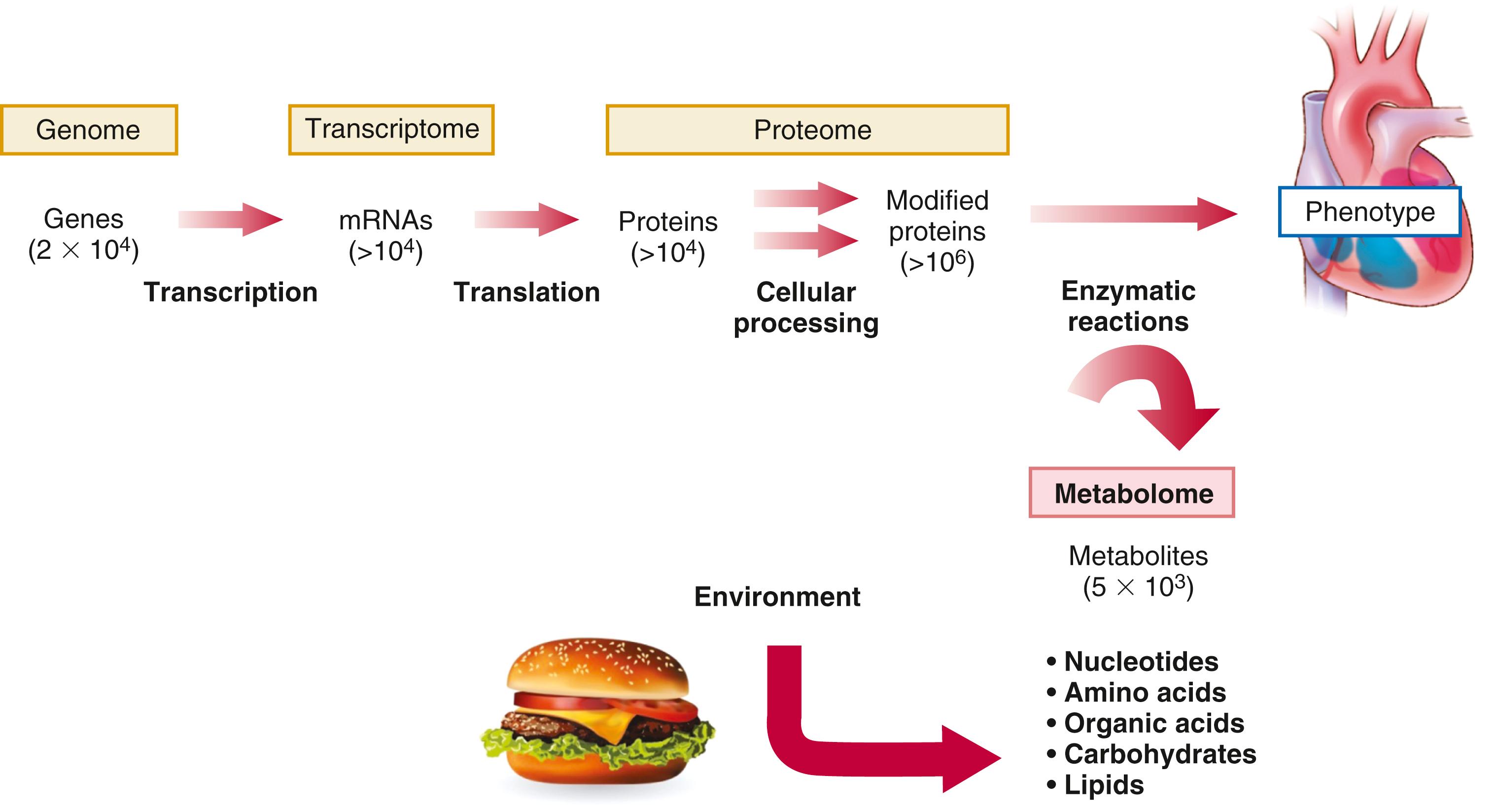 FigURE 8.1, The conceptual relationship of the genome, transcriptome, proteome, and metabolome. Informational complexity increases from genome to transcriptome to proteome. The estimated number of entities of each type of molecule in humans is indicated in parentheses.