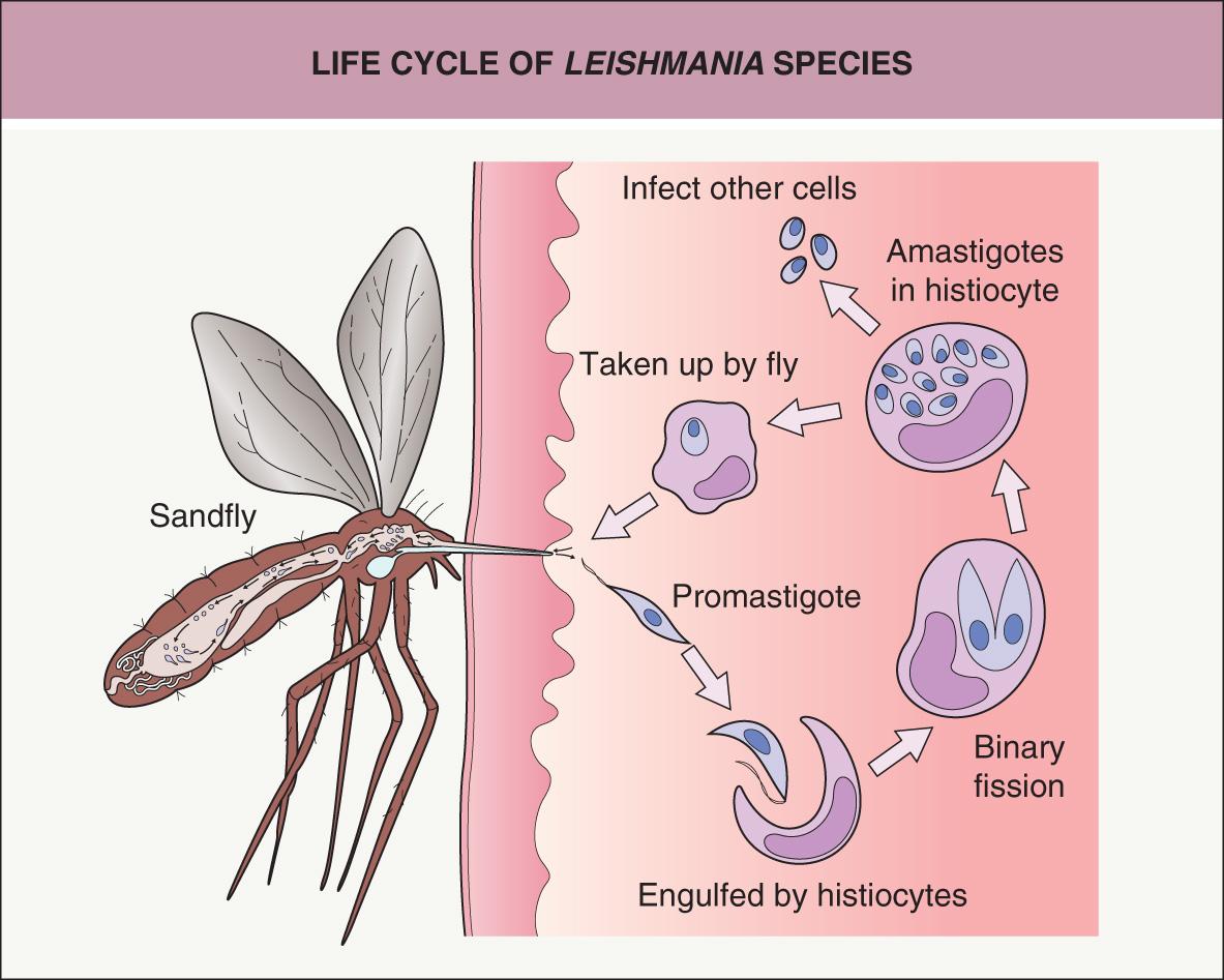 Fig. 83.3, Life cycle of Leishmania species.