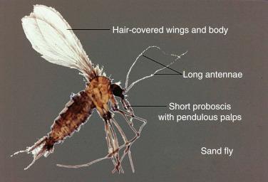 FIGURE 34-3, Sand fly vector for leishmaniasis.