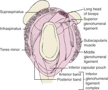 Fig. 47.3, Glenoid cavity. Relationship of the glenohumeral ligaments, the rotator cuff, and the tendon of the long head of the biceps.