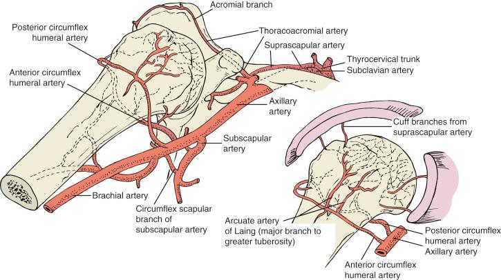 Fig. 47.4, Vascular supply to the shoulder region.