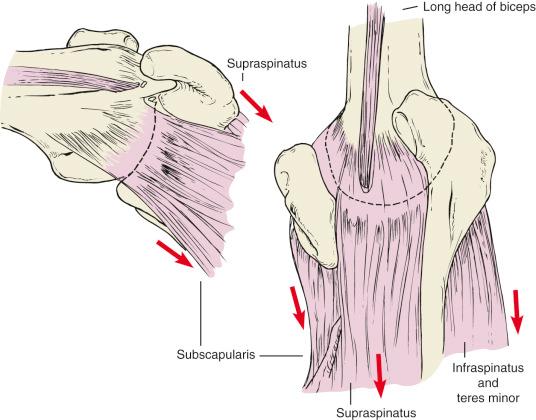 Fig. 47.5, Rotator cuff forces on the proximal end of the humerus provide dynamic stability by centering the head in the glenoid and preventing abnormal glenohumeral translation and rotating the arm. The rotator cuff provides 50% of the power for arm elevation and 90% of the power for external rotation.