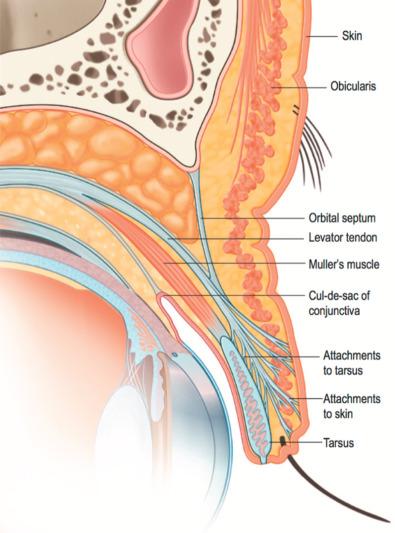 Fig. 3.7.1, Sagittal view of the upper eyelid. 4