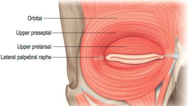 Fig. 3.7.2, Orbicularis oculi. 4