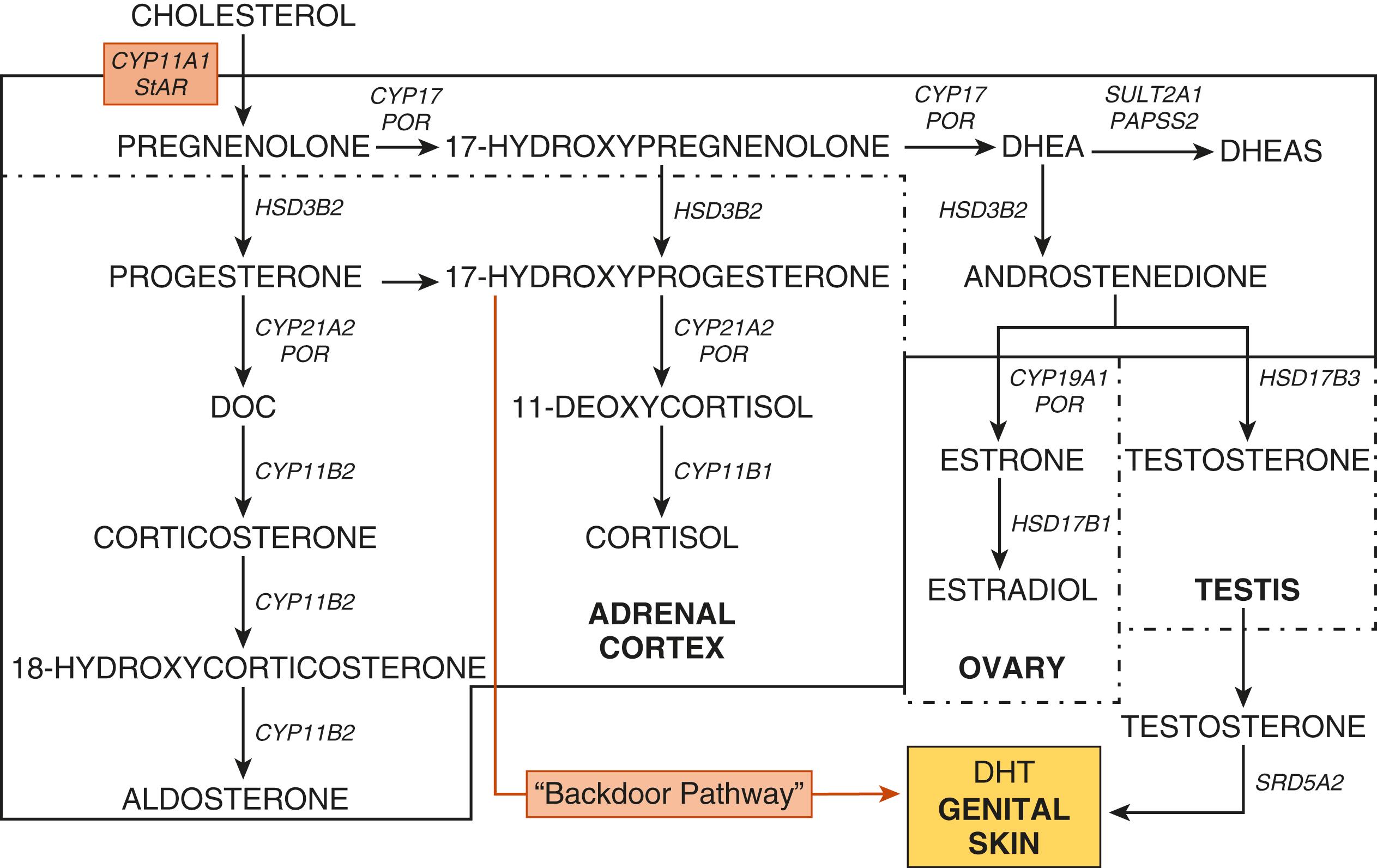 Fig. 18.4, Steroidogenesis.