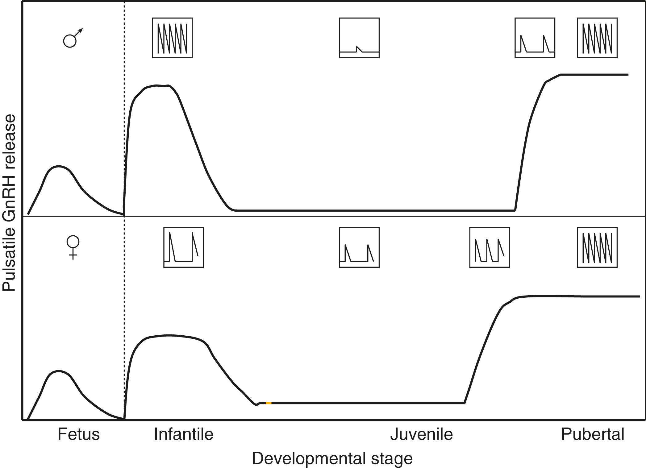 Fig. 18.6, A schematic of the pattern of pulsatile gonadotropin-releasing hormone ( GnRH ) release during juvenile development (including childhood) in boys ( above ) and girls ( below ).