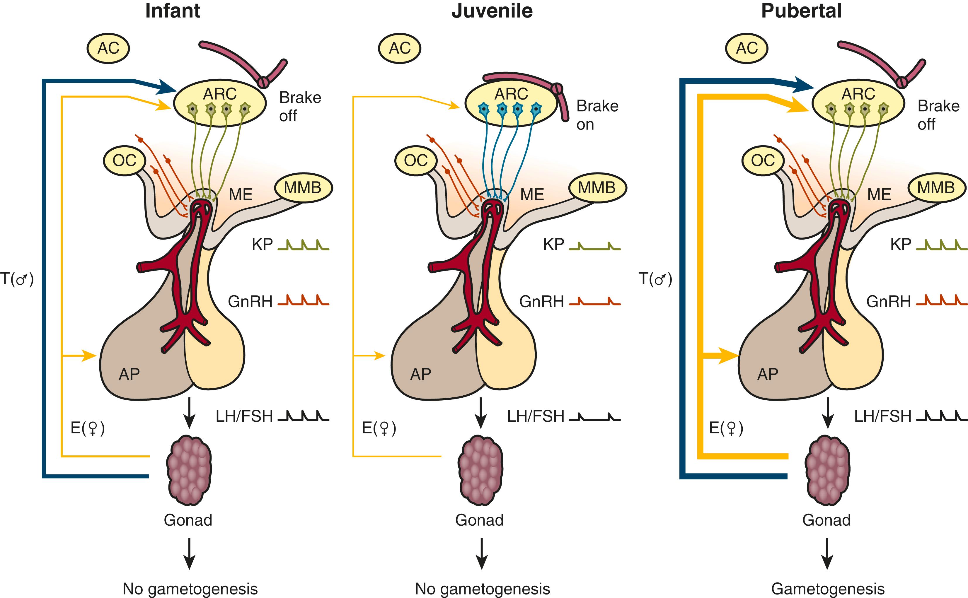 Fig. 18.8, A model for the control of the timing of puberty.