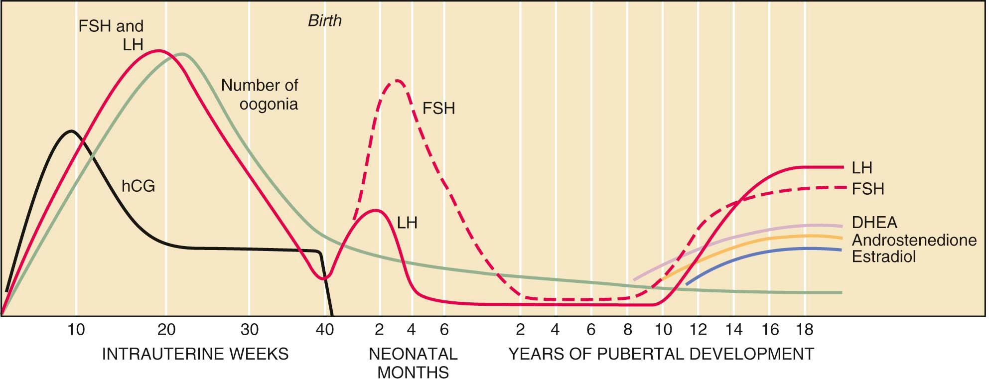 FIGURE 32-1, Changes in the concentration of gonadotropins (LH and FSH), sex steroids (DHEA, androstenedione, and estradiol), and the number of oogonia throughout fetal life and pubertal development. DHEA, Dehydroepiandrosterone; FSH, follicle-stimulating hormone; hCG, human chorionic gonadotropin; LH, luteinizing hormone.