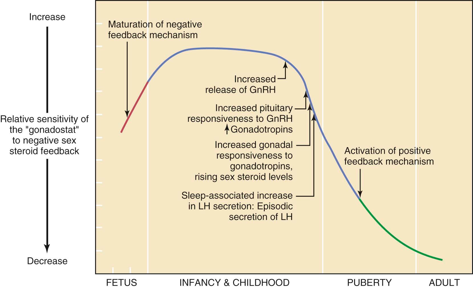 FIGURE 32-2, Changes in set point of the hypothalamic-pituitary unit (gonadostat) (solid lines) and the maturation of the negative and positive feedback mechanisms from fetal life to adulthood in relation to the normal changes of puberty. This figure does not illustrate the change in the sex steroid–independent intrinsic central nervous system inhibitory mechanism that is observed from late infancy to puberty. GnRH, Gonadotropin-releasing hormone; LH, luteinizing hormone.