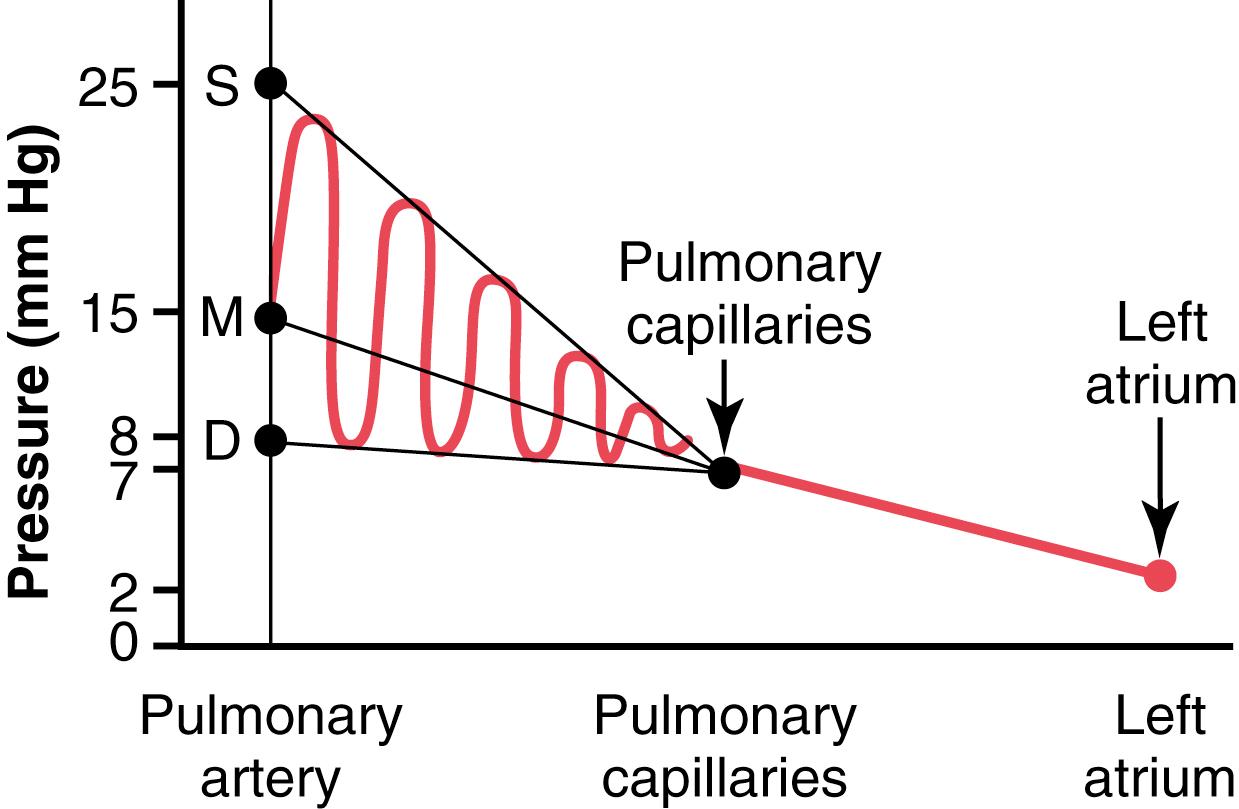 Figure 39-2, Pressures in the different vessels of the lungs. The red curve denotes arterial pulsations. D, Diastolic; M, mean; S, systolic.