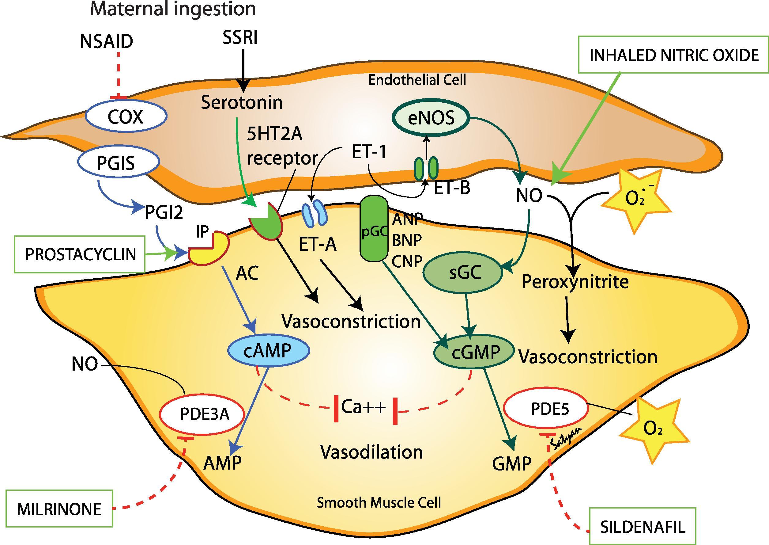 Fig. 13.2, Vasoactive Mediators in the Etiology and Management of Pulmonary Hypertension of the Newborn .