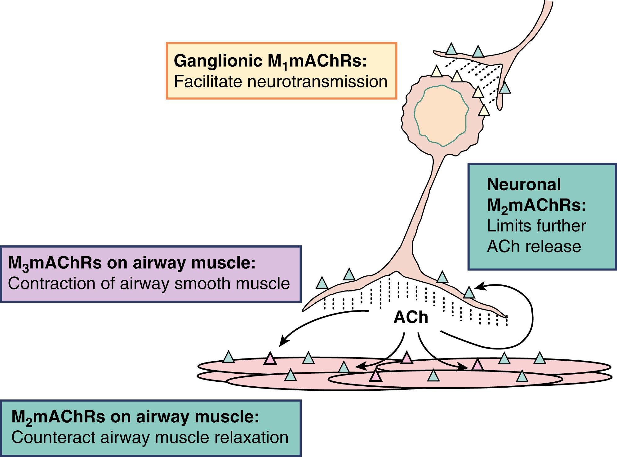 Fig. 21.1, Muscarinic acetylcholine receptors (mAChRs) on pulmonary parasympathetic nerves (PSN) and airway smooth muscle (ASM).