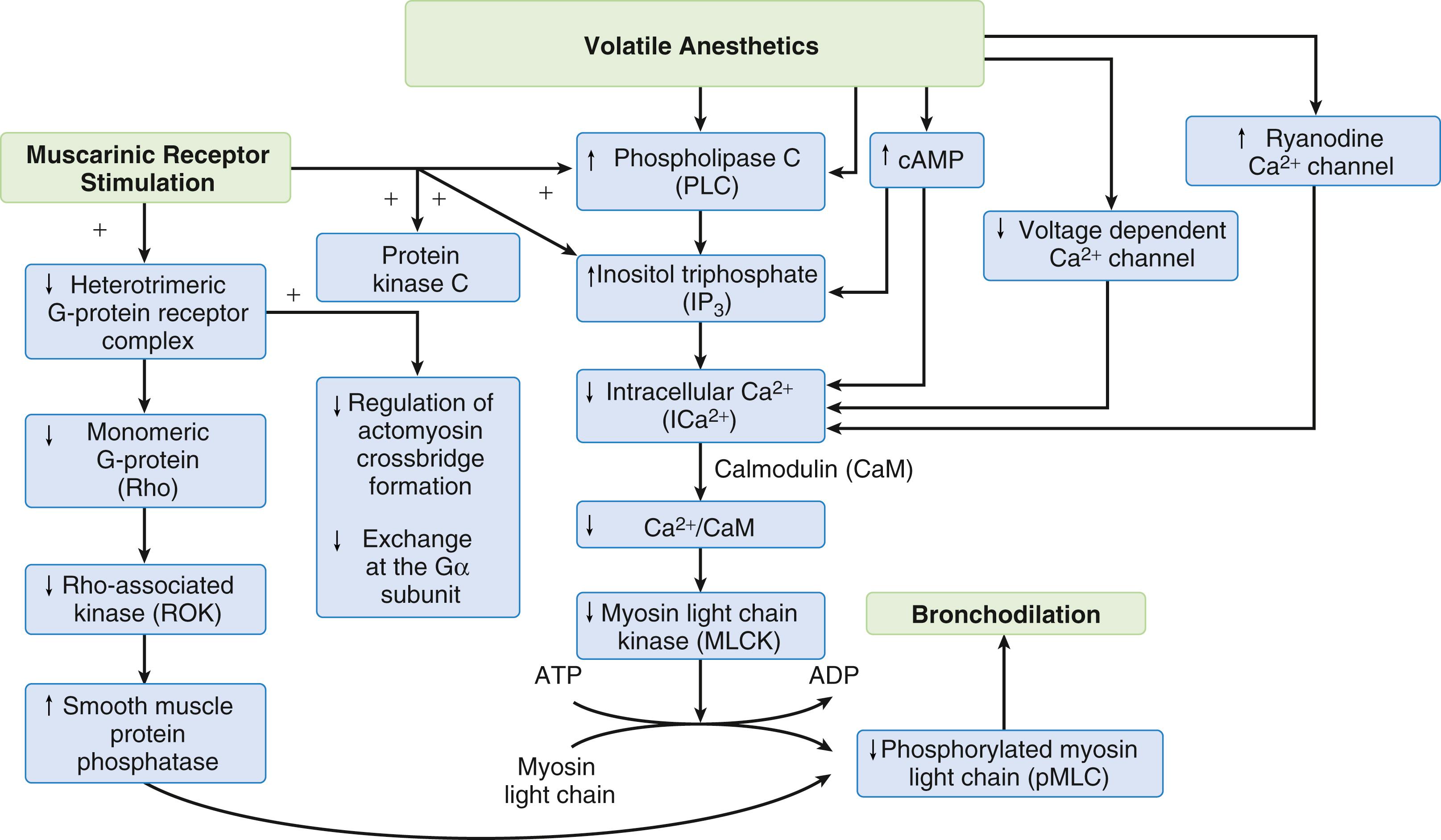 Fig. 21.5, Isoflurane (ISO) at 0.6% reduced respiratory system elastance (E in cm H 2 O/L) and resistance (R in cm H 2 O/L/s). Total represents the total respiratory system (lung and chest wall). Values are mean ± standard deviation (SD). No further reductions with increasing concentrations of isoflurane were observed. ∗ P < .05 versus baseline; ADP, adenosine diphosphate; ATP, adenosine triphosphate; cAMP, cyclic adenosine monophosphate.