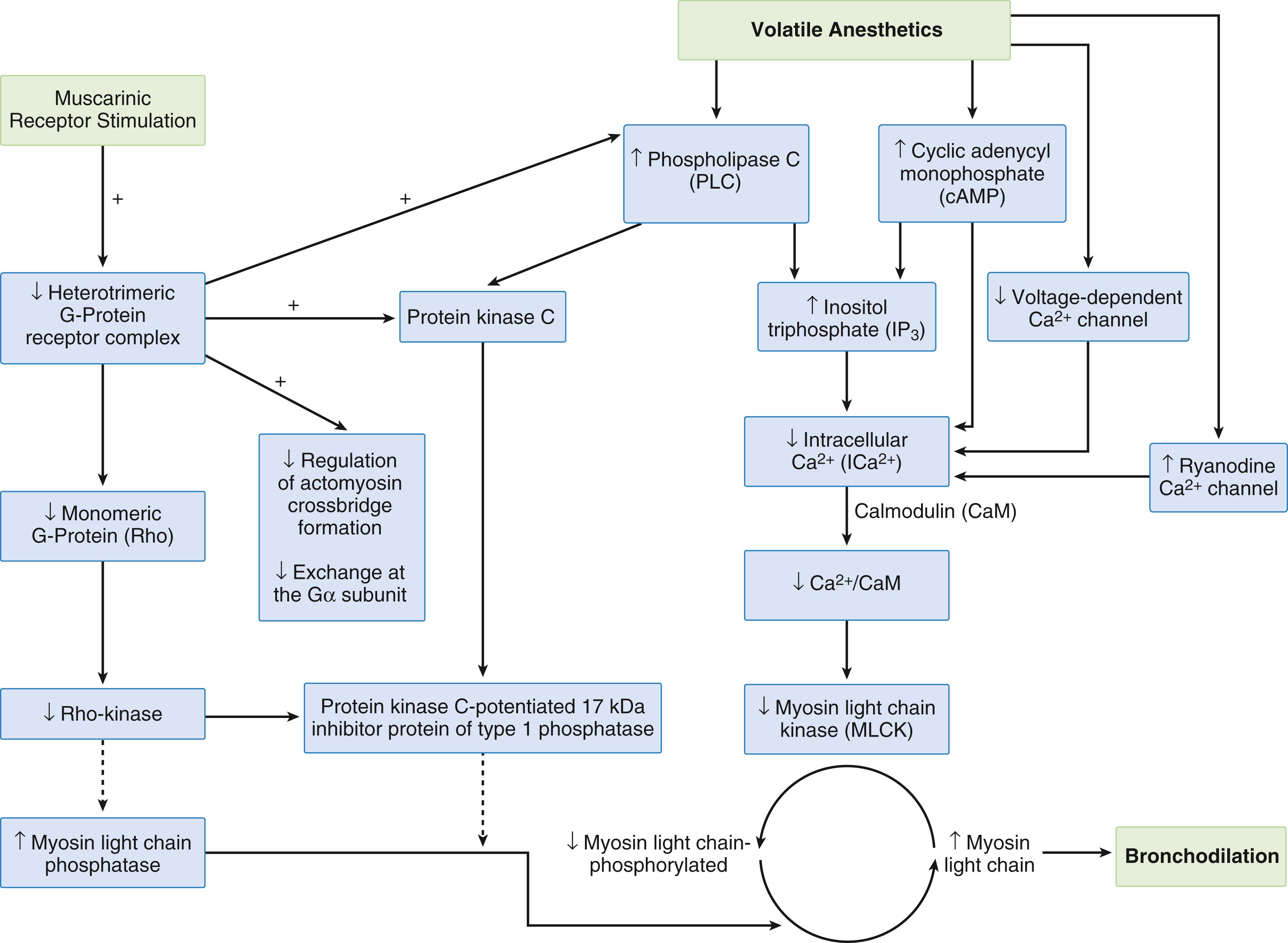 Fig. 21.8, Proposed signaling pathways underlying volatile anesthetic-induced bronchodilation and/or inhibition of muscarinic agonist–induced contraction of airway smooth muscle. +, Excitatory action of muscarinic-receptor agonist. ↑, Activation or increase attributable to the volatile anesthetic. ↓, Inhibition or decrease attributable to the volatile anesthetic. Volatile anesthetics play a role in decreasing intracellular calcium (ICa 2+ ) levels and decreasing calcium (Ca 2+ ) sensitivity.