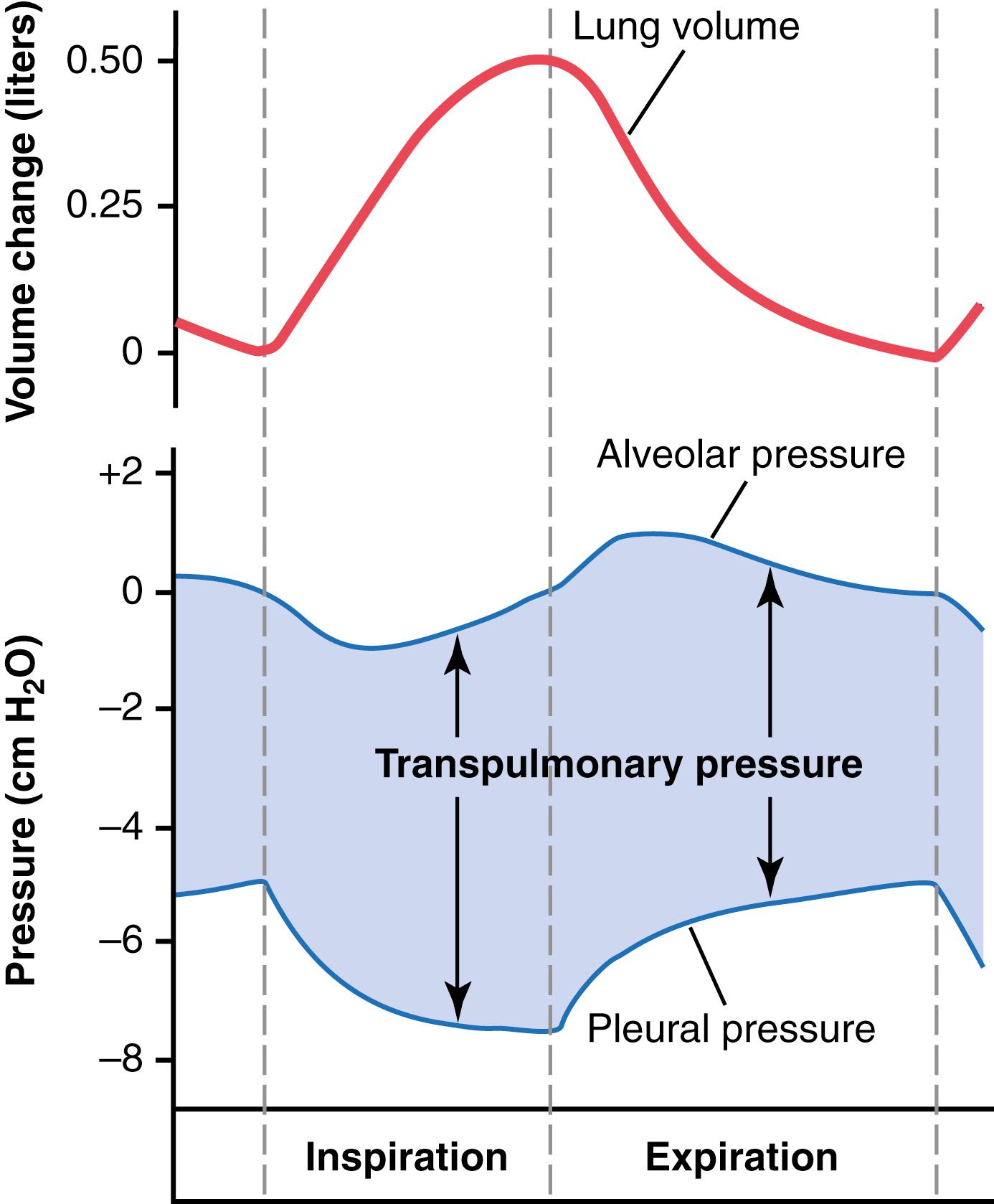 Figure 38-2, Changes in lung volume, alveolar pressure, pleural pressure, and transpulmonary pressure during normal breathing.