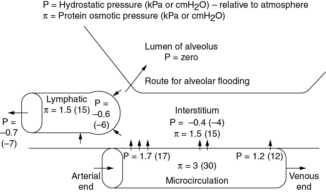 • Fig. 29.1, Normal values for hydrostatic and plasma protein osmotic pressures in the pulmonary microcirculation and interstitial space.