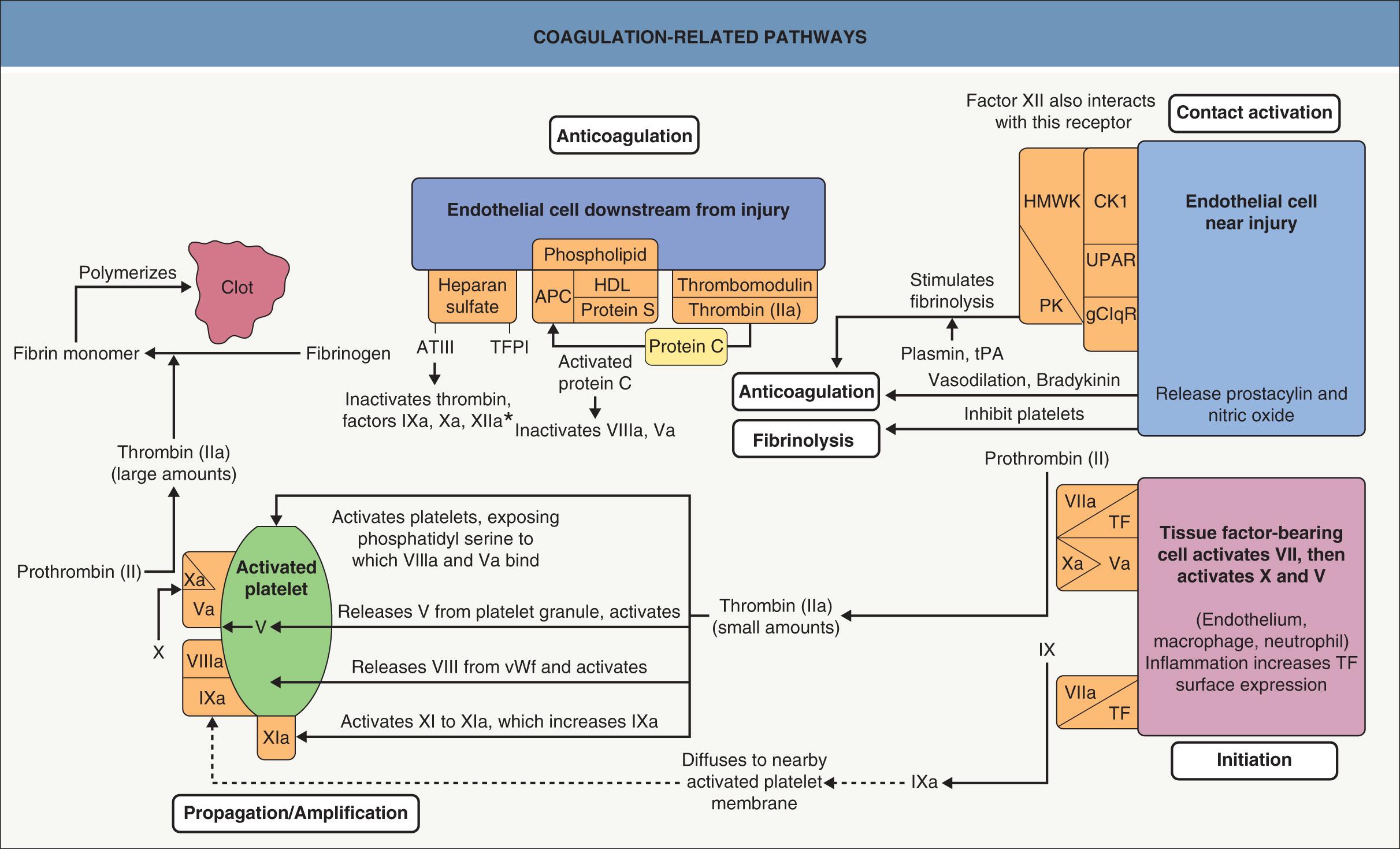 Fig. 22.4, Coagulation-related pathways.